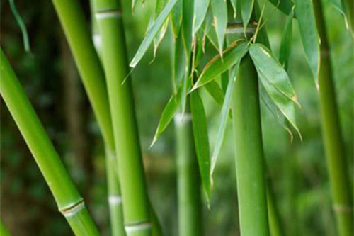 Bamboo