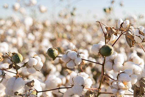 Cotton field