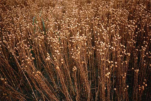 Flax plant for Linen