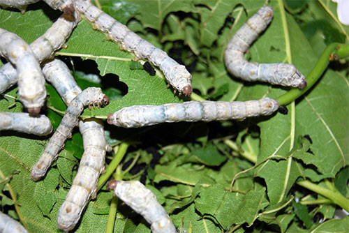 Silk worms