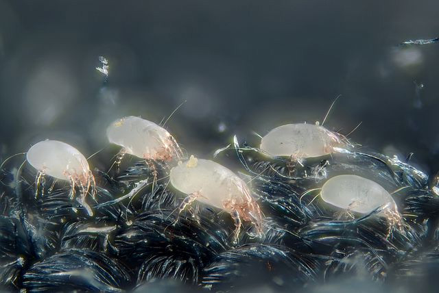 Dust mites are disgusting and live in virtually all bedding.