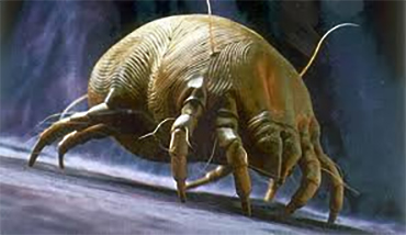 Bedding can contain dust mites