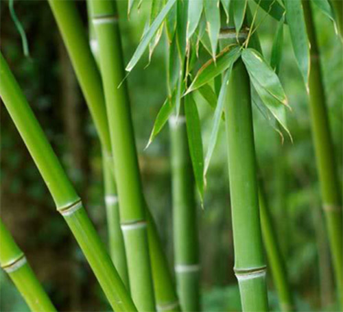 Bamboo is not a great fabric for sheets & is not eco friendly.