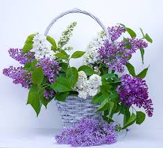 Lilac Flowers in Basket