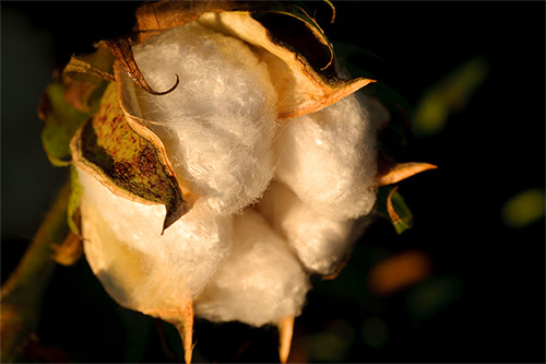 Raw Cotton boll - is off white.